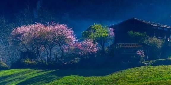 蜜蜂救援